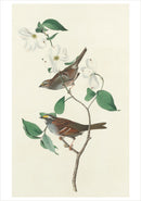 John James Audubon: Songbirds Boxed Notecard Assortment_Interior_4