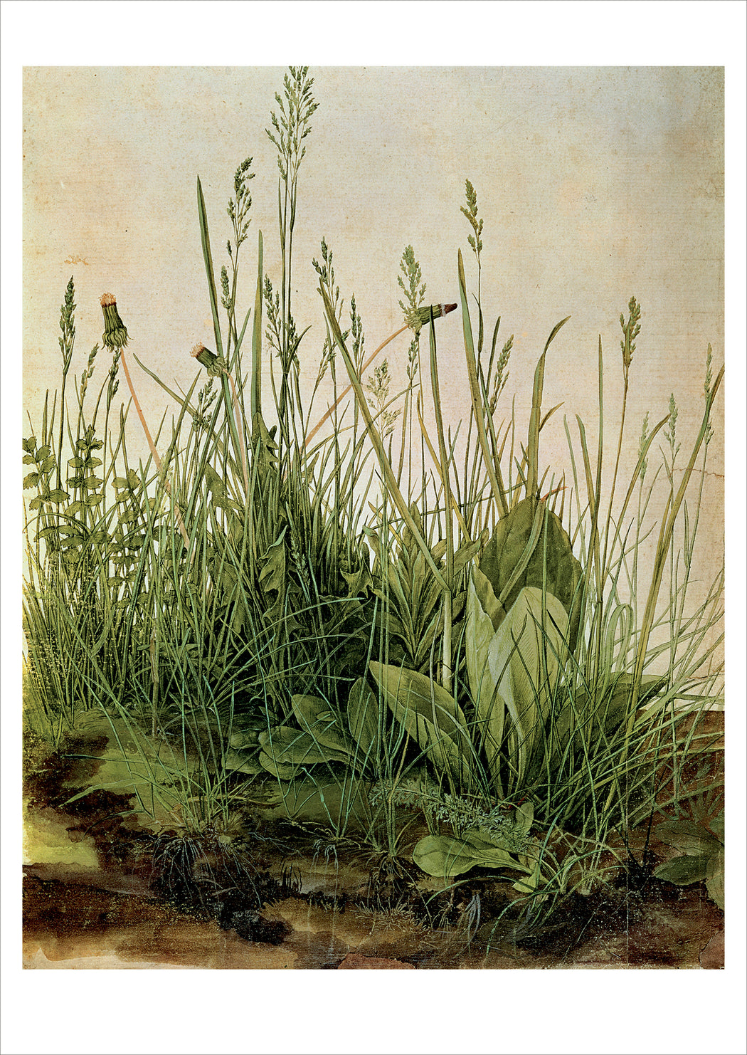 Albrecht Dürer: The Great Piece of Turf Postcard_Front_Flat