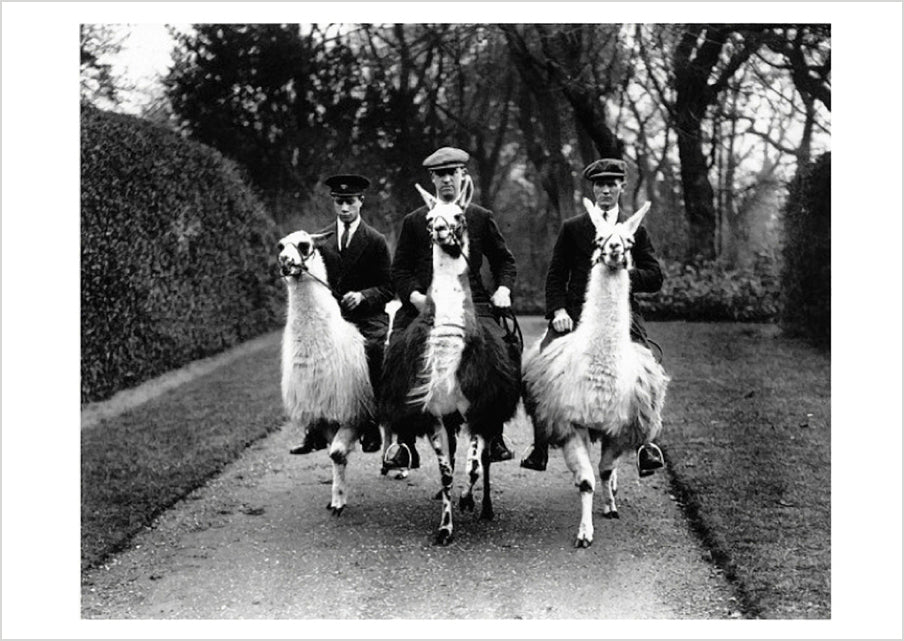 Ampthill House Llama Farm Postcard_Front_Flat