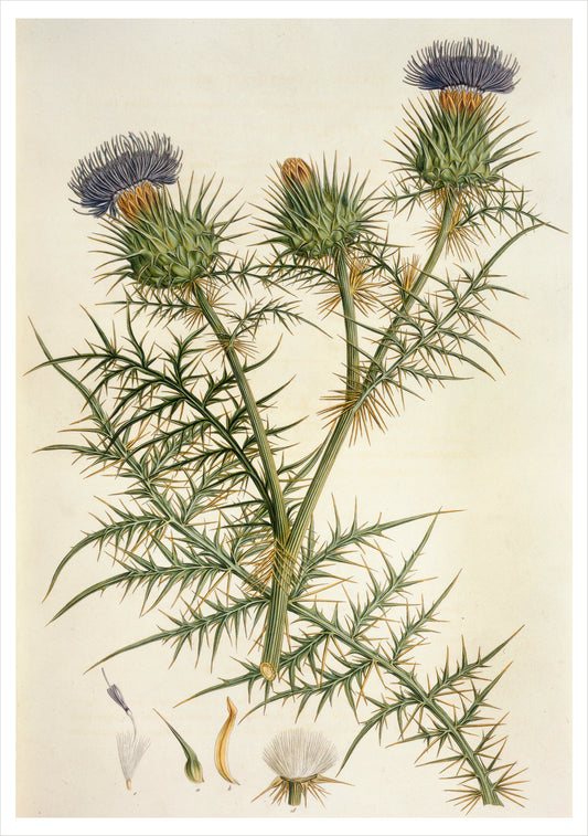 Cynara horrida Notecard_Front_Flat