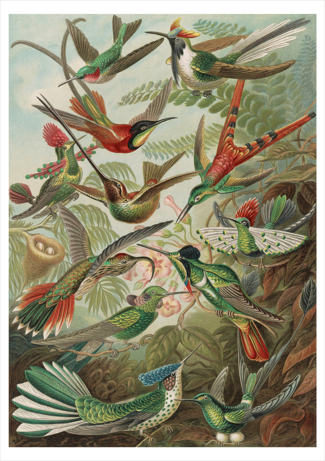 Ernst Haeckel: Hummingbirds Notecard_Front_Flat