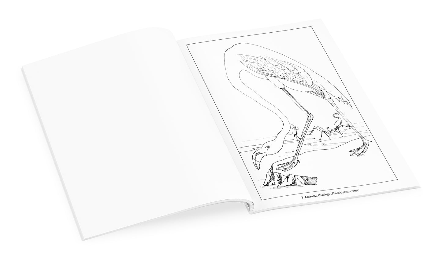 John James Audubon: Birds Coloring Book_Interior_1