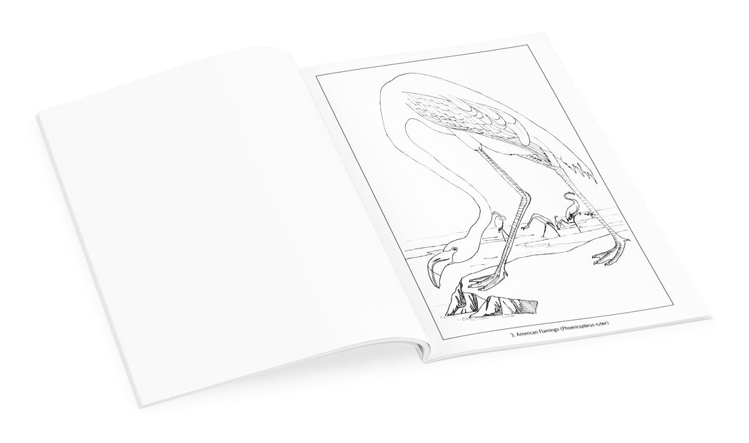 John James Audubon: Birds Coloring Book_Interior_1