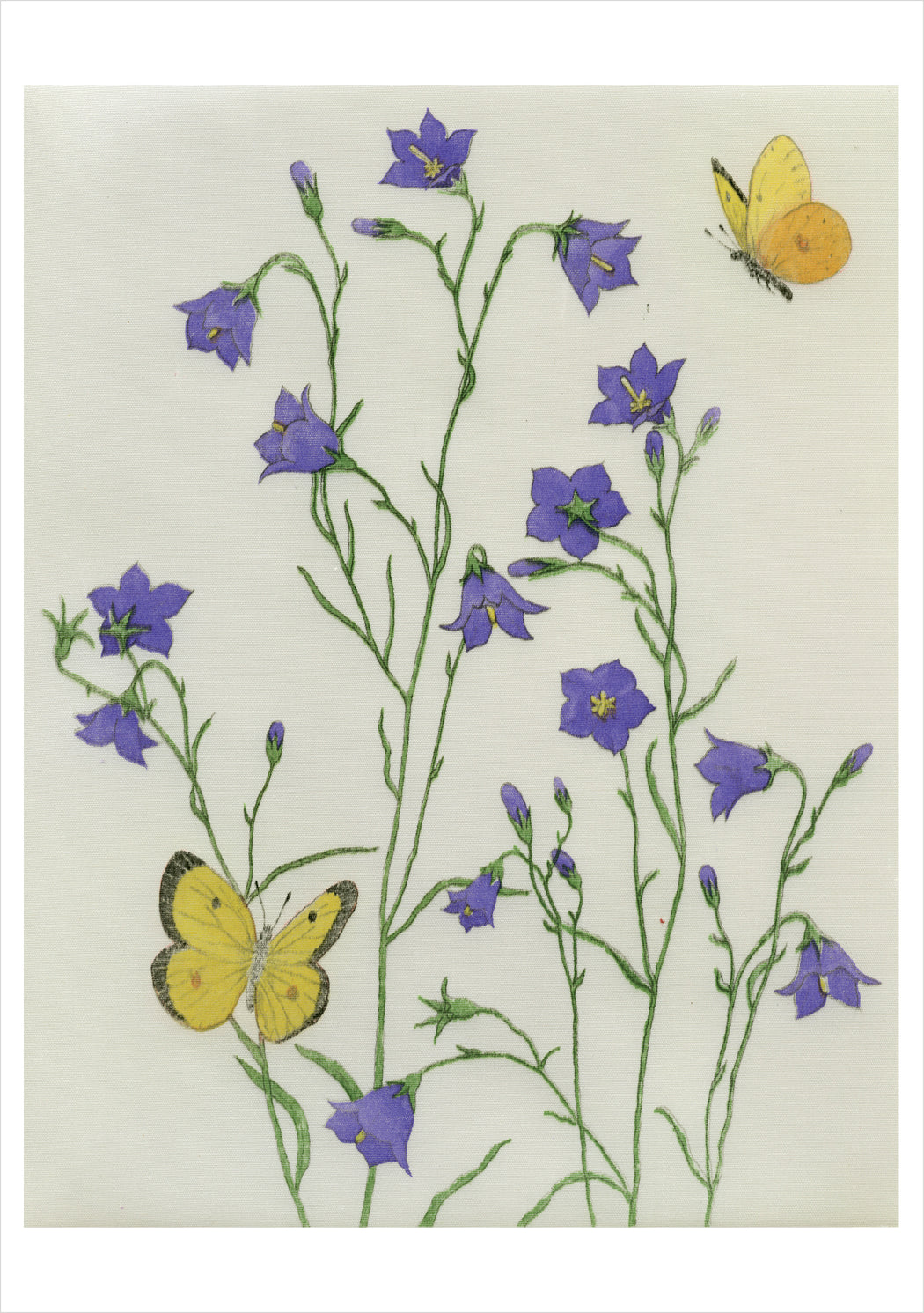 Maurice R. Bebb: Harebells and Sulphurs Birthday Card_Front_Flat