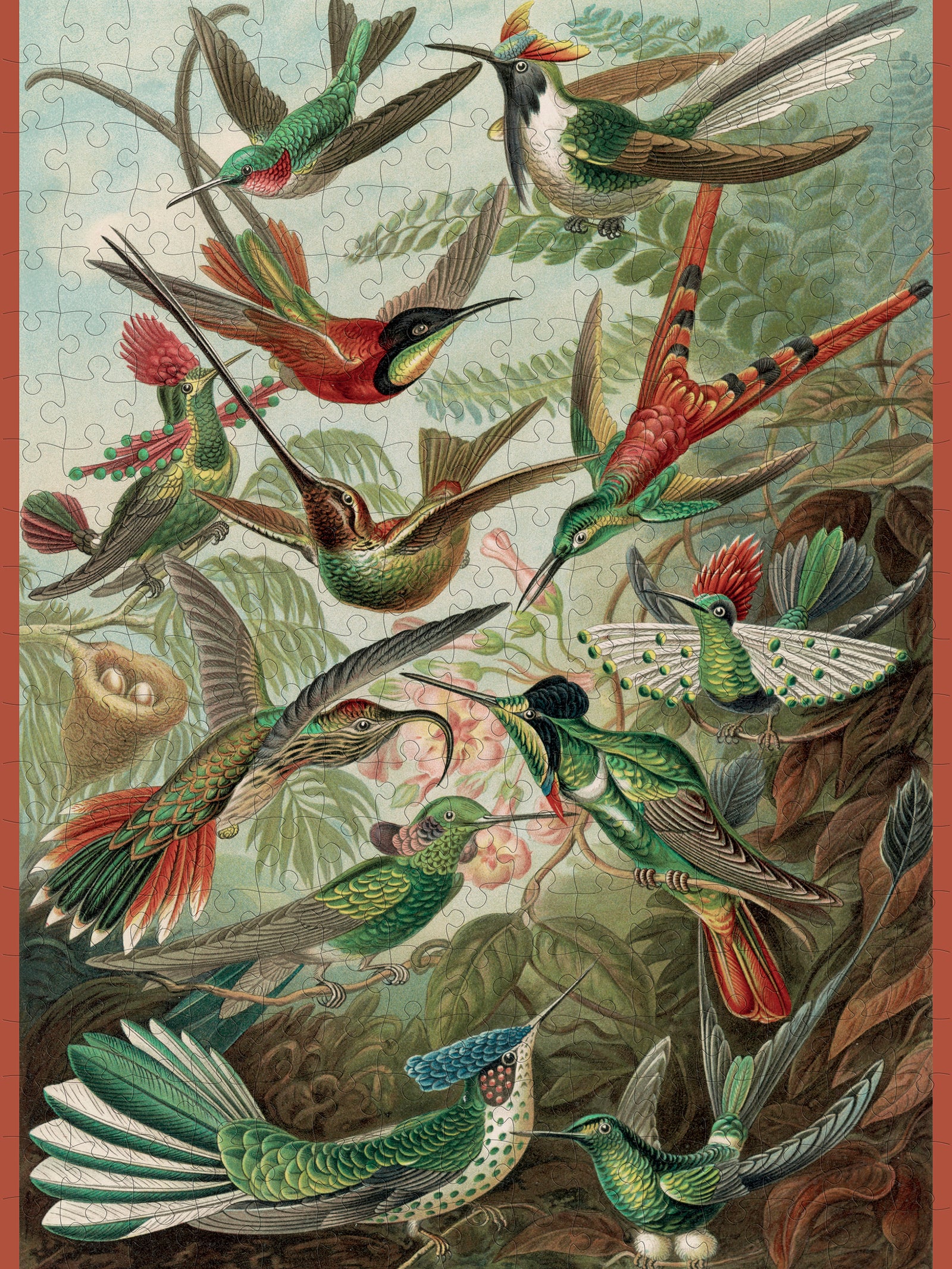 Ernst Haeckel: Hummingbirds 300-Piece Jigsaw Puzzle_Zoom