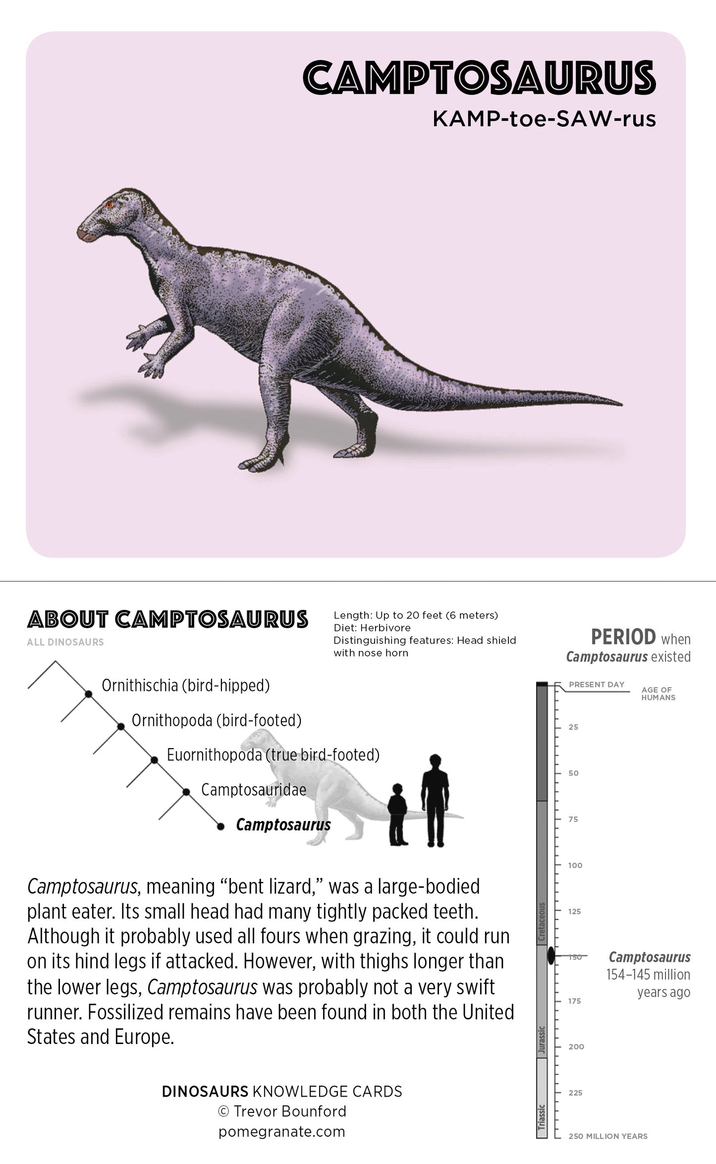 Dinosaurs Knowledge Cards_Interior_1