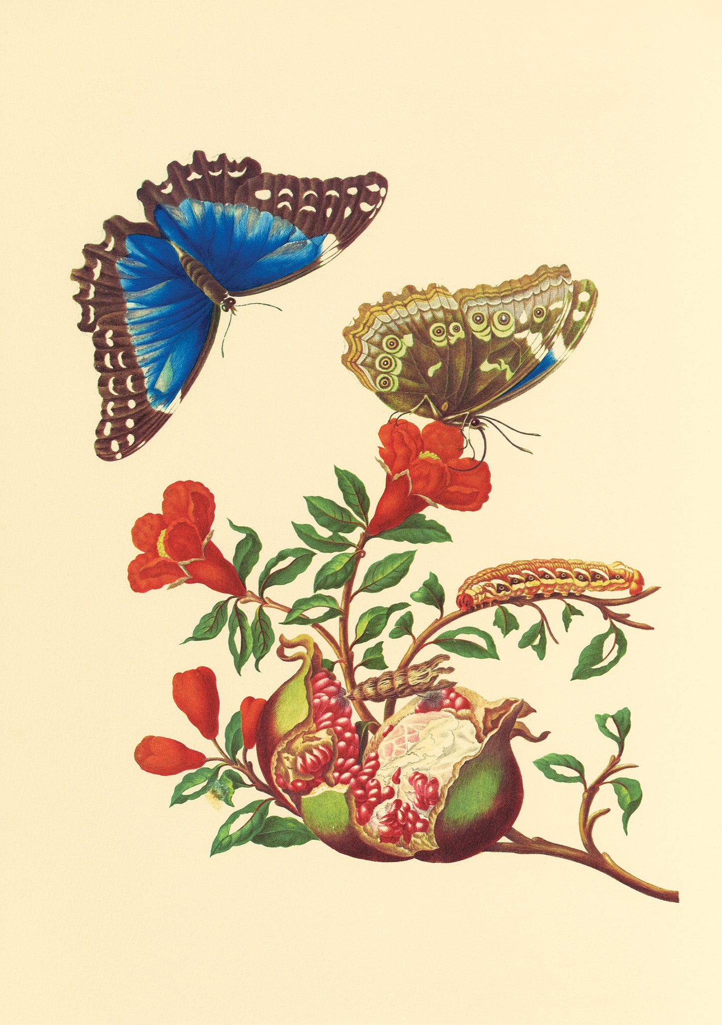 Maria Sibylla Merian: Pomegranate and Blue Morpho Butterfly Notecard_Front_Flat