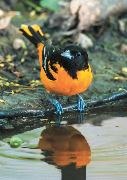 Baltimore Oriole Notecard_Front_Flat