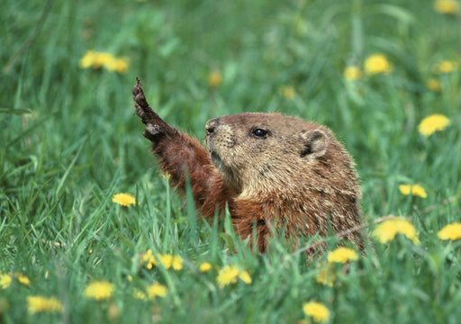 Woodchuck Notecard_Front_Flat