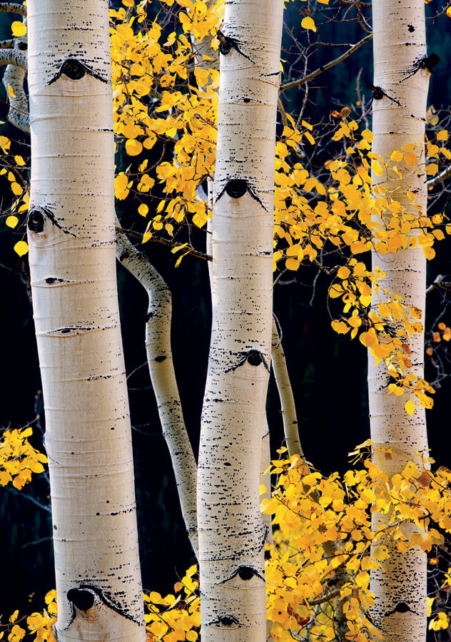 Aspen Forest, Maroon Bells-Snowmass Wilderness Notecard_Front_Flat