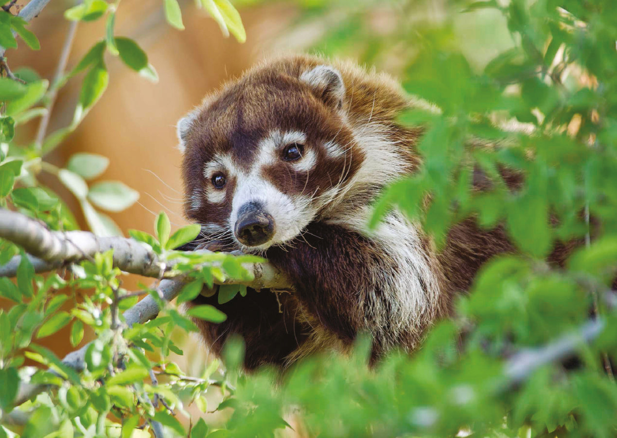 Coatimundi in a Tree Notecard_Front_Flat