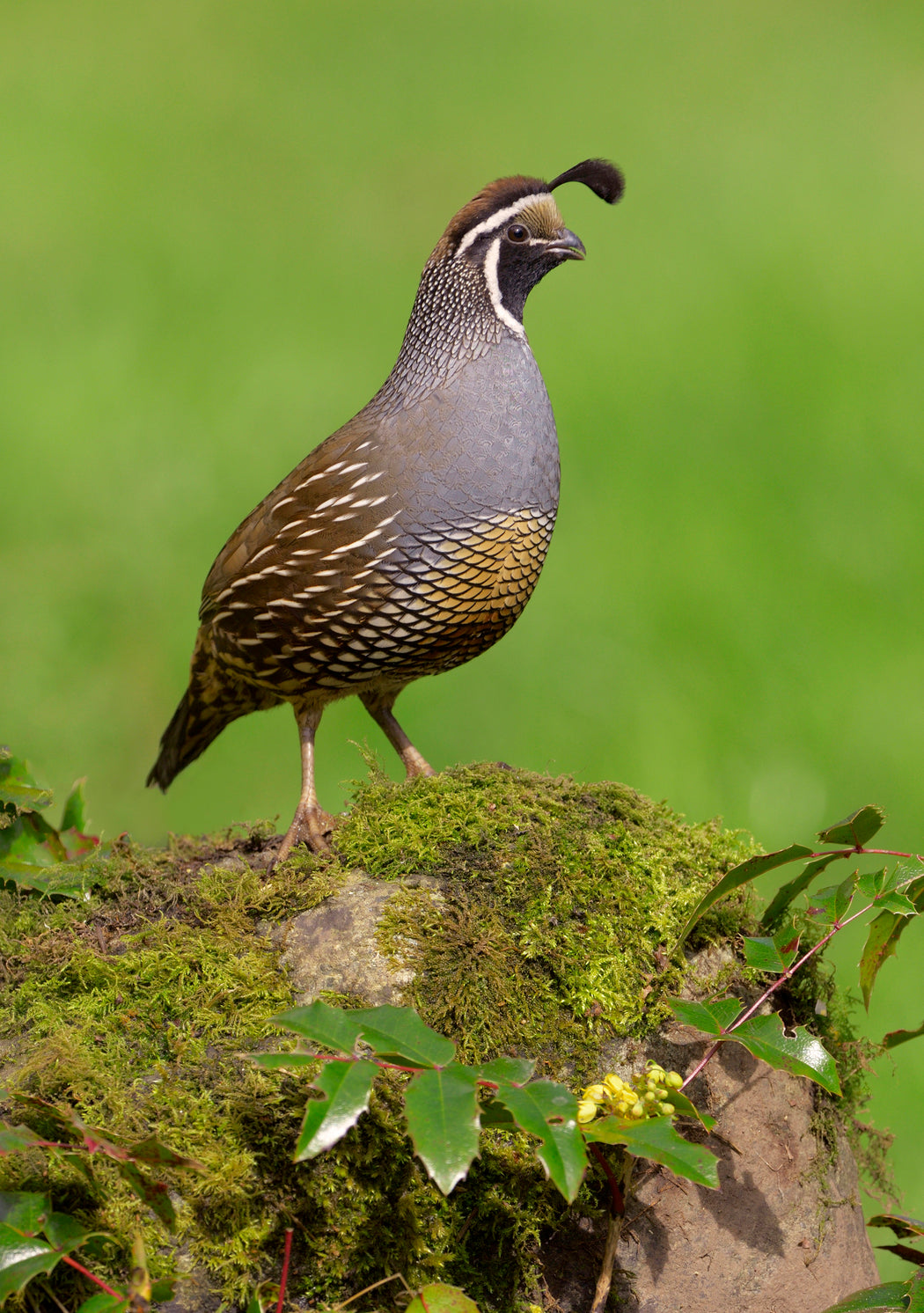 California Quail Notecard_Front_Flat