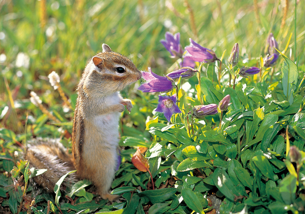 Siberian Chipmunk Notecard_Front_Flat